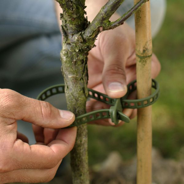 Pflanzenbinder Treefix klein, Blumen